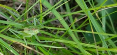 Tettigonia