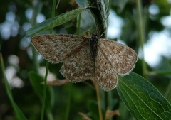 Scopula immorata