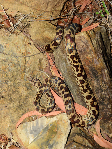 Cape York Spotted Python sighting