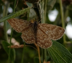 Scopula immorata