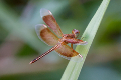 Neurothemis stigmatizans