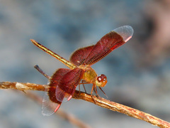 Neurothemis stigmatizans