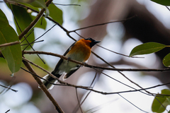 Symposiachrus trivirgatus