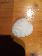Austrovenus stutchburyi