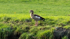 Alopochen aegyptiaca