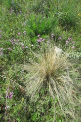 Stipa tirsa