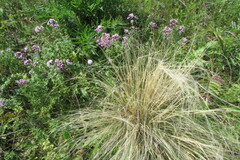 Stipa tirsa