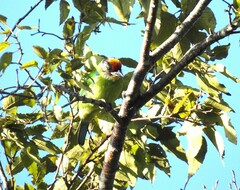 Psilopogon franklinii