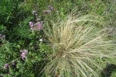 Stipa tirsa