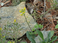 Draba petrophila