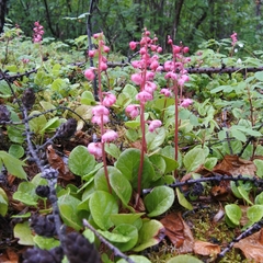 Pyrola asarifolia incarnata