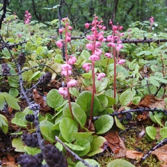 Pyrola asarifolia incarnata