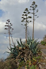 Agave americana