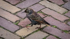Sturnus vulgaris