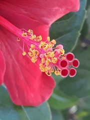 Hibiscus rosa-sinensis