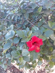 Hibiscus rosa-sinensis