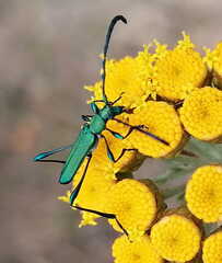 Hypocrites scabriusculus