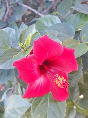 Hibiscus rosa-sinensis