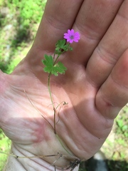Geranium molle