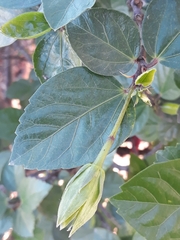 Hibiscus rosa-sinensis