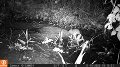 Rodentia