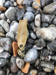 Scyliorhinus canicula