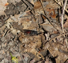 Sphecodes albilabris