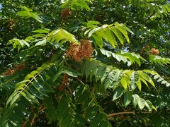 Ailanthus altissima