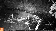 Rodentia