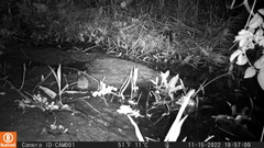 Rodentia