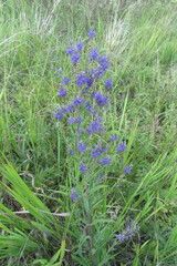 Veronica spuria