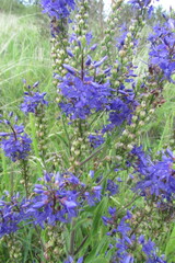 Veronica spuria