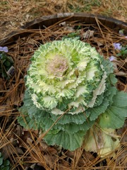 Brassica oleracea acephala