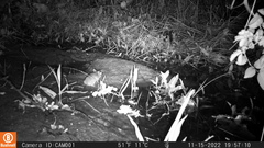 Rodentia