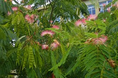 Albizia julibrissin