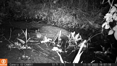 Rodentia
