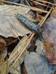 Philomycus carolinianus