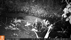 Rodentia