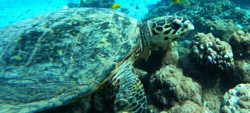 Hawksbill Sea Turtle — seen at this dive site