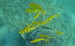 Gnathanodon speciosus