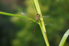 Hemicordulia continentalis