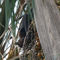 Pteropus alecto