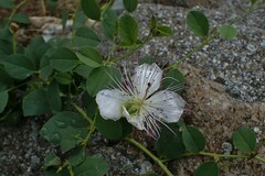 Capparis sicula