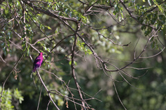 Cinnyricinclus leucogaster