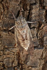 Cicada orni