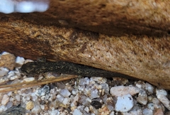 Onychodactylus koreanus