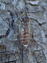 Cicada orni