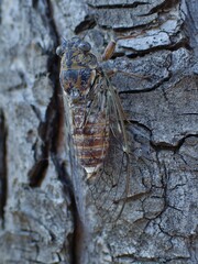 Cicada orni
