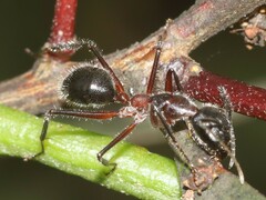 Camponotus intrepidus