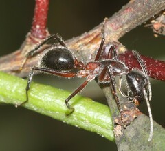 Camponotus intrepidus